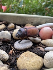 Strategus aloeus