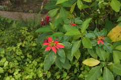 Euphorbia pulcherrima