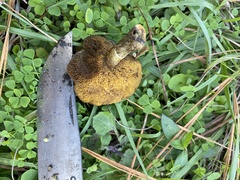 Suillus americanus