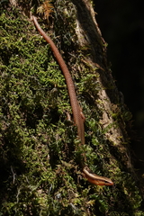 Brachyseps punctatus