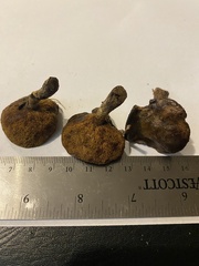 Suillus americanus