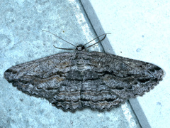 Scioglyptis chionomera