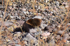 Junonia nigrosuffusa