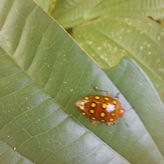 Iphiclus sedecimmaculatus