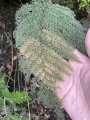 Hymenophyllaceae