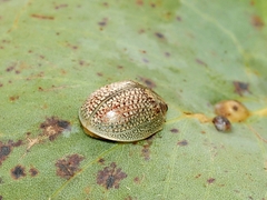Paropsisterna decolorata