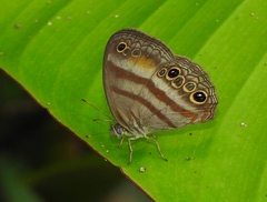 Cissia myncea