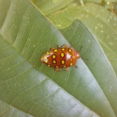 Iphiclus sedecimmaculatus