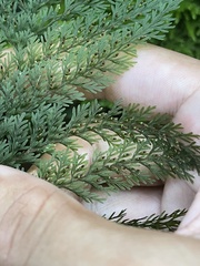 Hymenophyllaceae