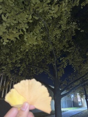 Ginkgo