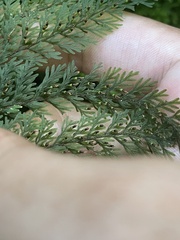 Hymenophyllaceae