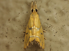 Glaucocharis auriscriptella