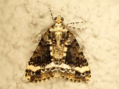 Pseudocoremia leucelaea