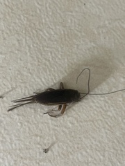 Eunemobius carolinus