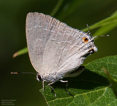 Strephonota tephraeus