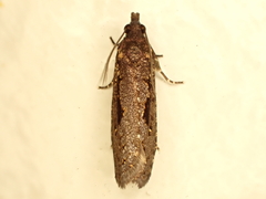 Cryptaspasma querula