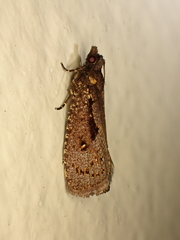 Cryptaspasma querula