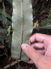 Asplenium colubrinum