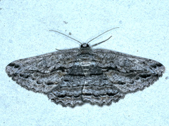 Scioglyptis chionomera