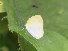 Pyrisitia venusta