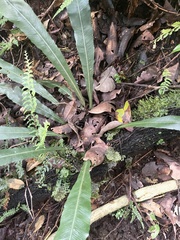 Asplenium colubrinum