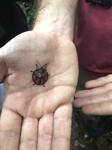 Cyclosoma mirabilis