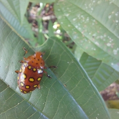 Iphiclus sedecimmaculatus