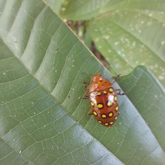 Iphiclus sedecimmaculatus