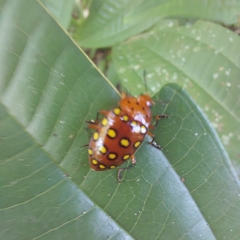 Iphiclus sedecimmaculatus