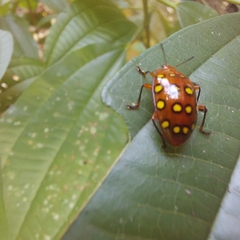 Iphiclus sedecimmaculatus