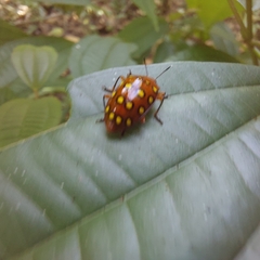 Iphiclus sedecimmaculatus