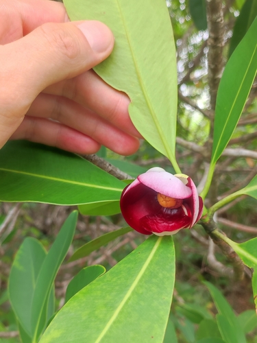 Clusia lineata (Clusia lineata)