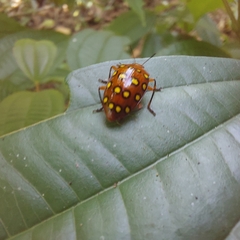 Iphiclus sedecimmaculatus