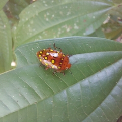 Iphiclus sedecimmaculatus