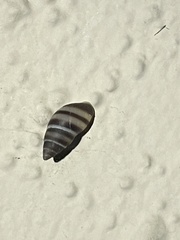 Bulimulus guadalupensis