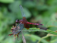 Erythrodiplax fervida