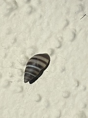 Bulimulus guadalupensis