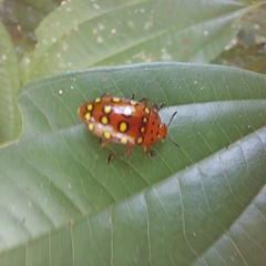 Iphiclus sedecimmaculatus