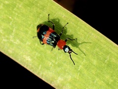 Dicranolaius bellulus