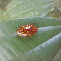 Iphiclus sedecimmaculatus