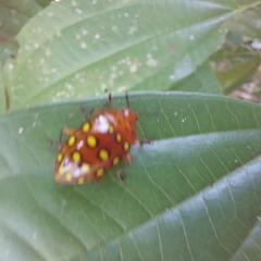 Iphiclus sedecimmaculatus