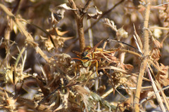 Fuscopolistes