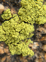 Acarosporaceae