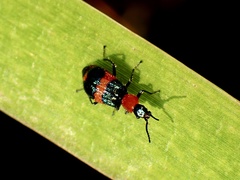 Dicranolaius bellulus