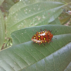 Iphiclus sedecimmaculatus