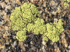 Acarosporaceae