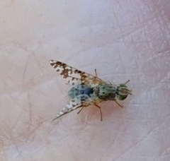 Austrotephritis poenia