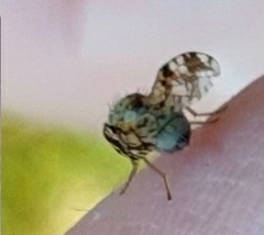 Austrotephritis poenia