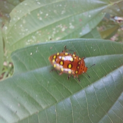 Iphiclus sedecimmaculatus