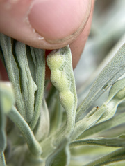 Rhopalomyia audibertiae